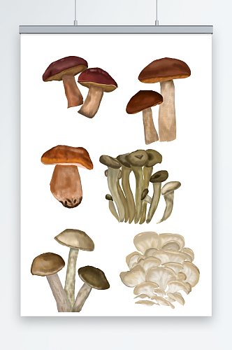 春季食用蘑菇菌元素插画
