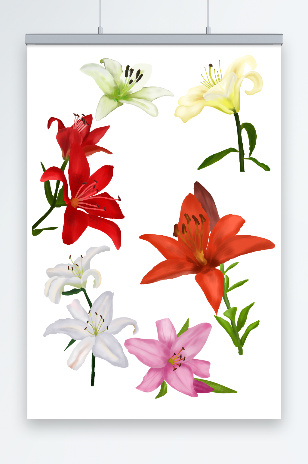 写实风百合花花卉元素插画素材