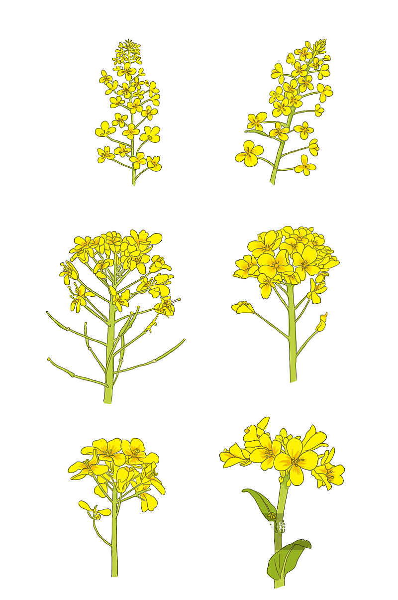 油菜花黄色花朵手绘素材素材
