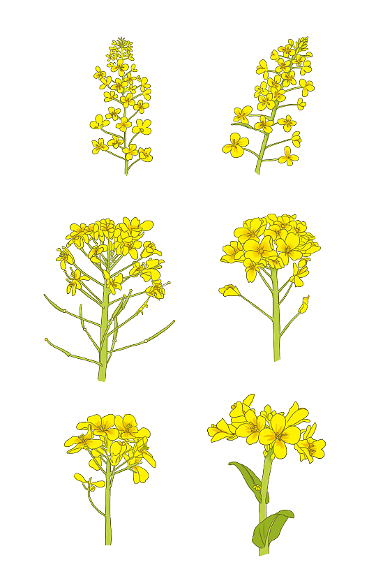 油菜花黄色花朵手绘素材