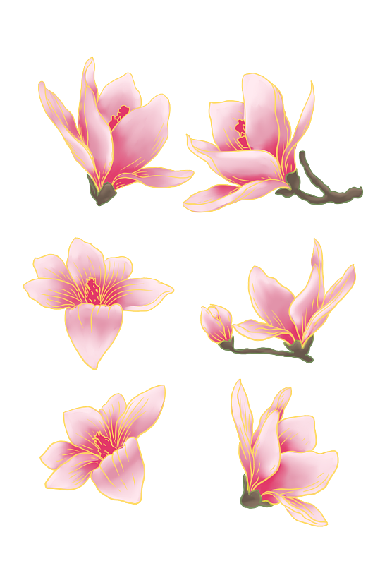 玉兰花分层手绘素材