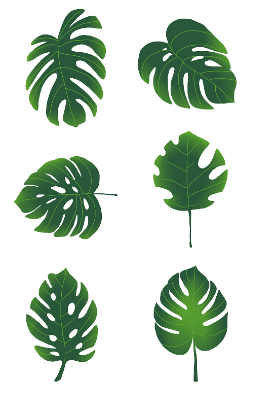 绿色龟背竹叶子素材