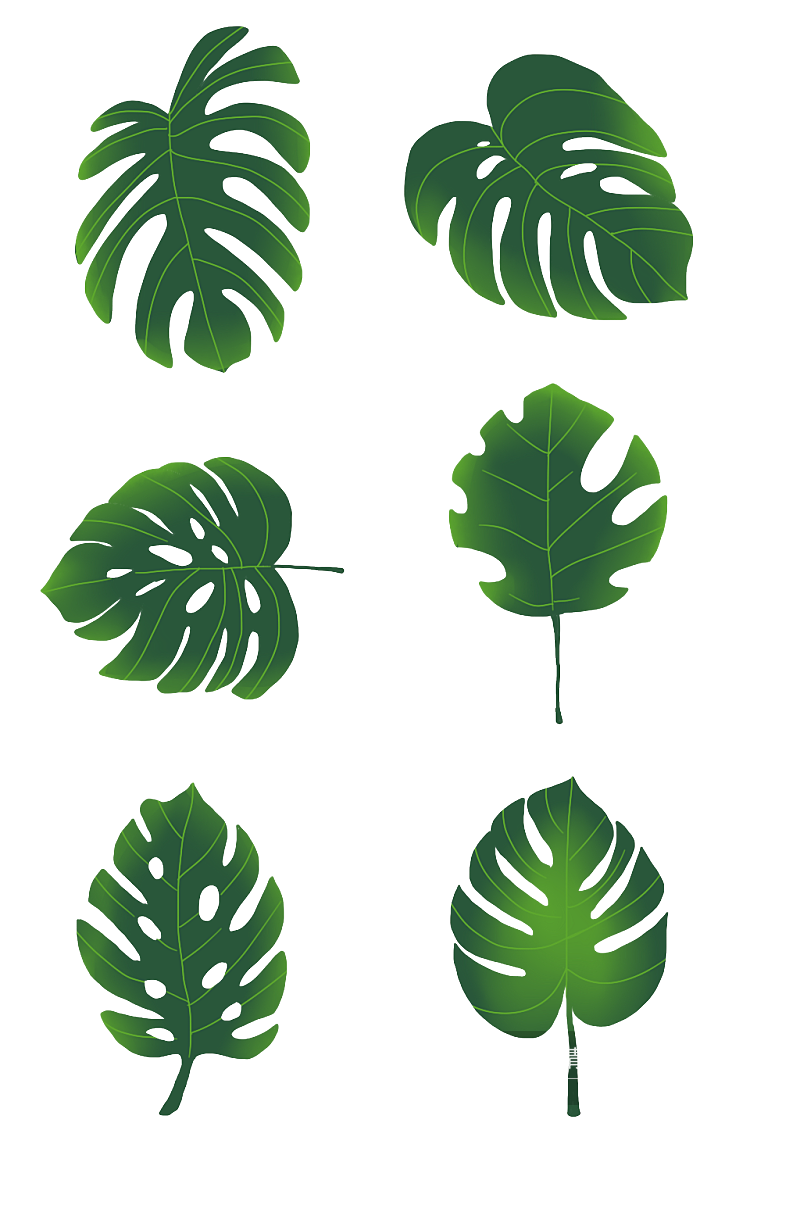 绿色龟背竹叶子素材素材