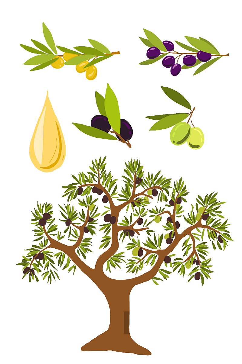 橄榄树及果实素材素材