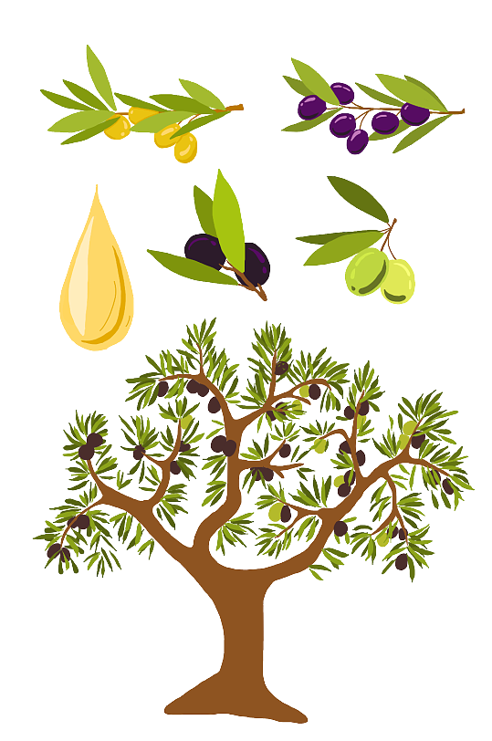 橄榄树及果实素材