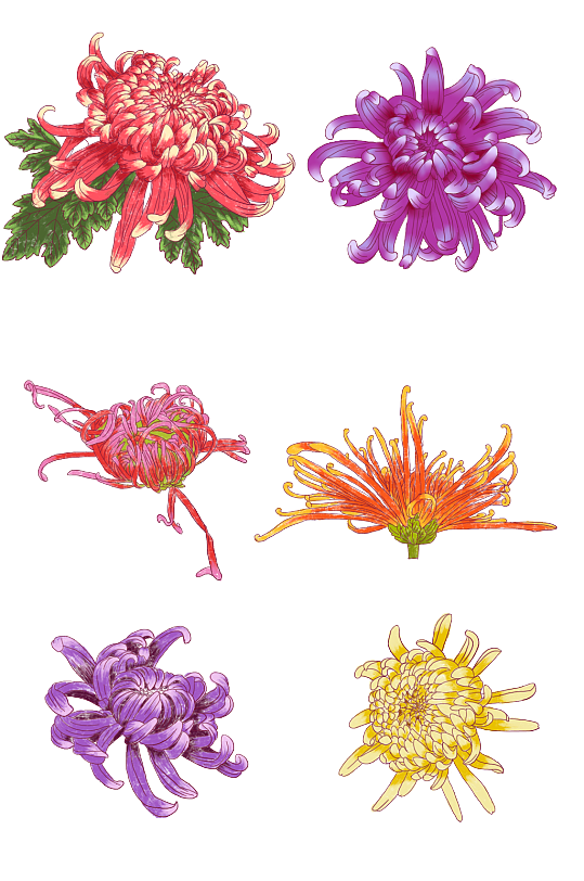 菊花花朵手绘素材