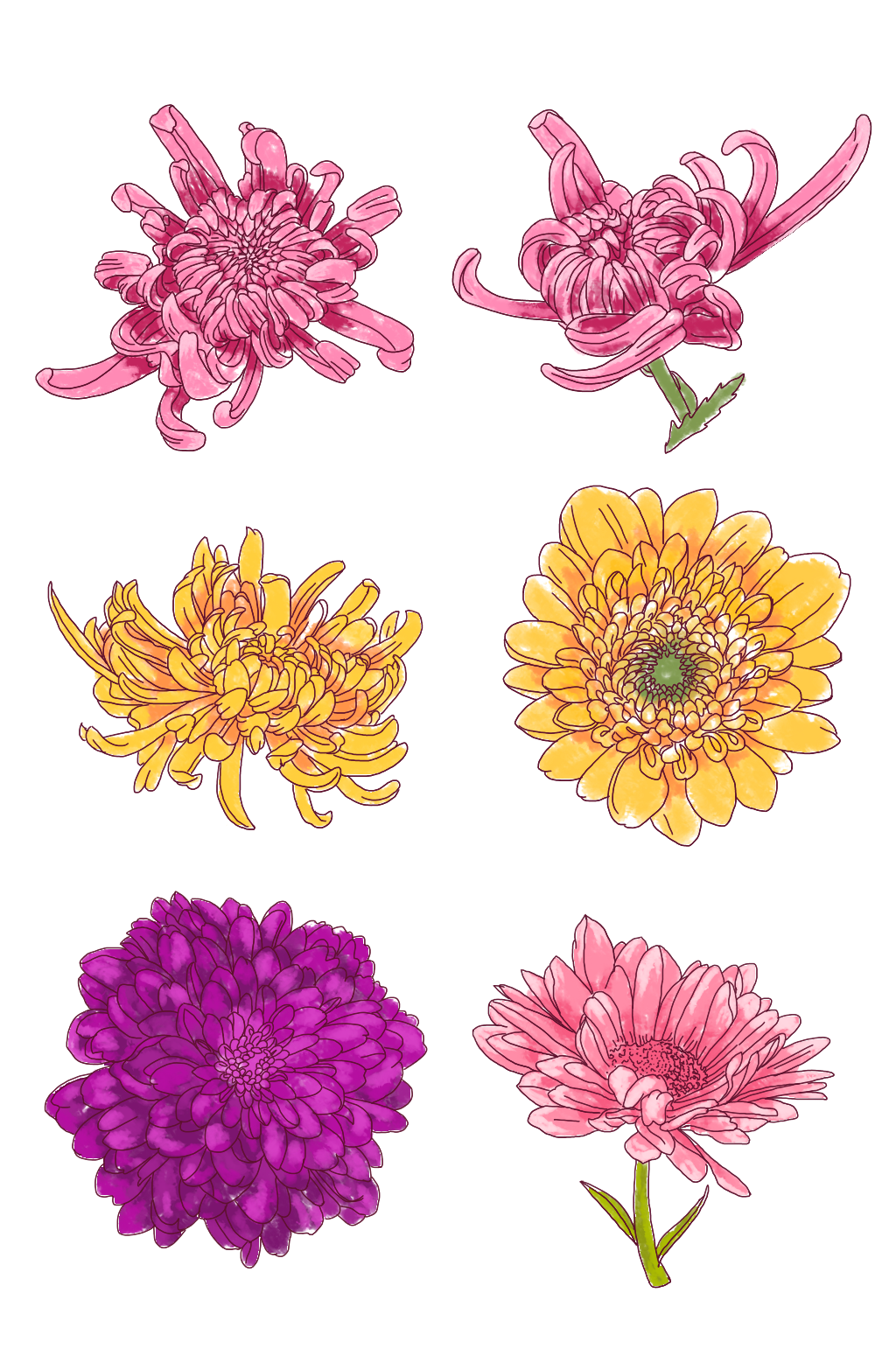 菊花花朵手绘素材素材
