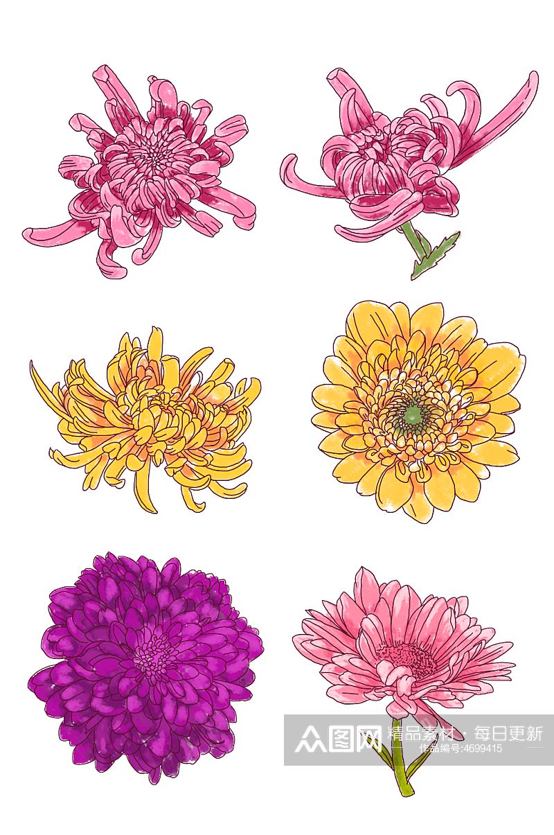菊花花朵手绘素材素材
