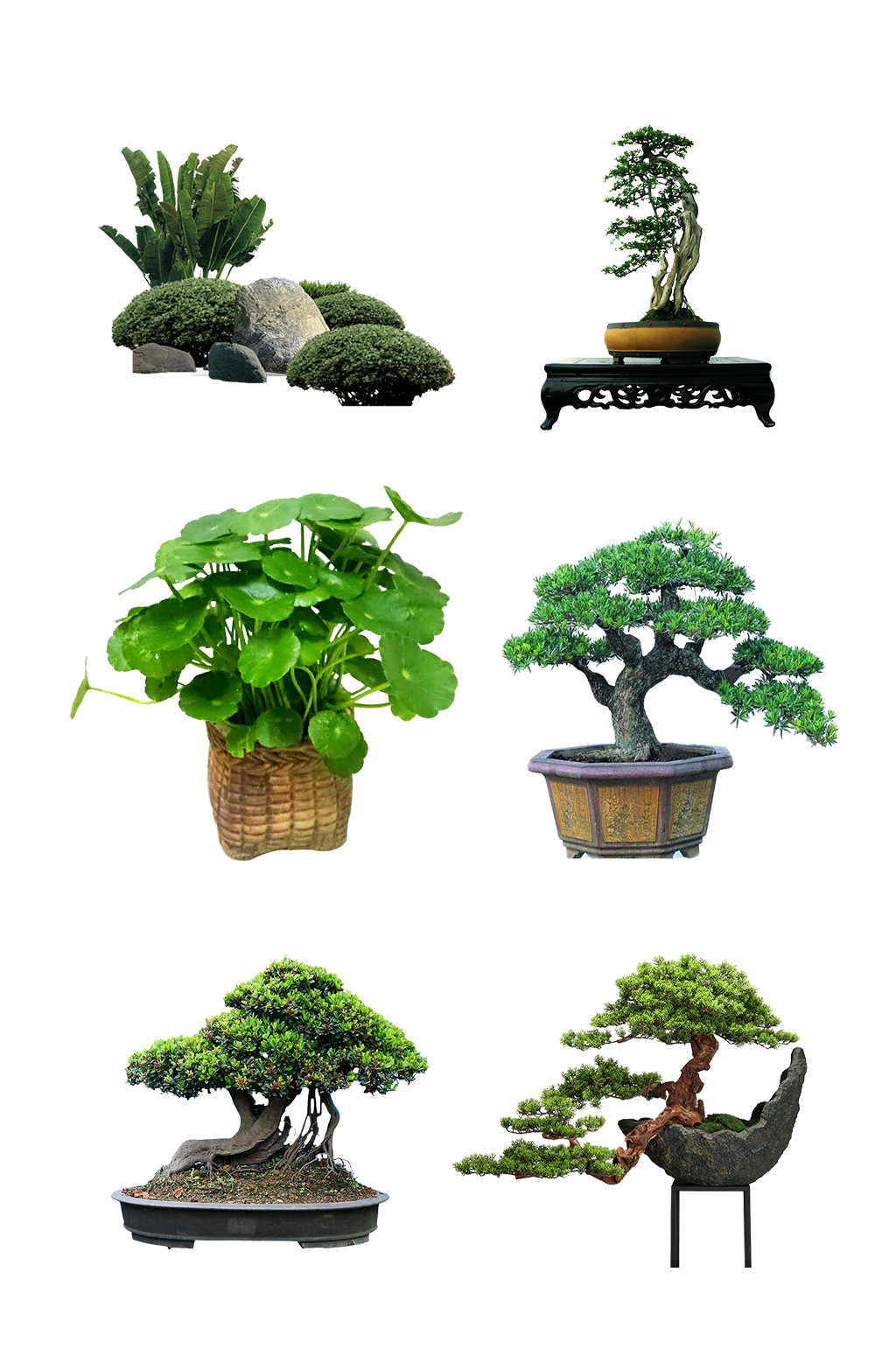 青松盆景艺术造型素材