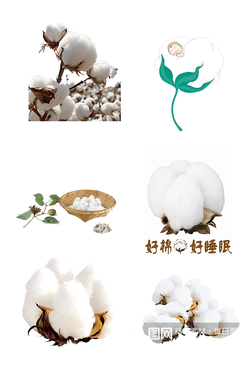 棉花农作物棉絮生长免抠元素素材