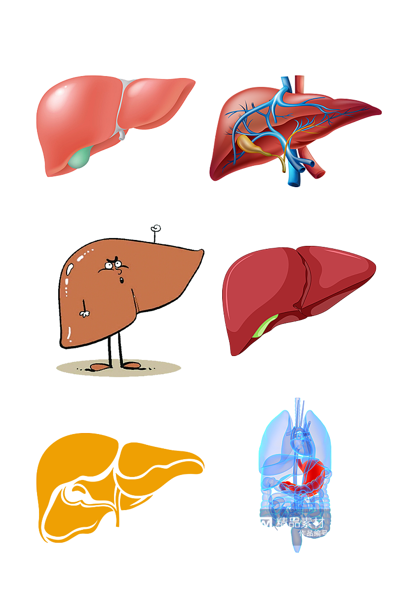 人体五脏手绘肝脏示意图免抠元素素材