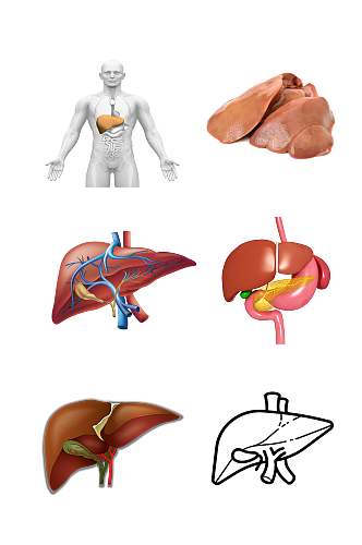 人体健康五脏手绘肝脏示意图免抠元素