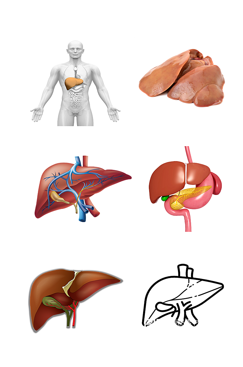 人体健康五脏手绘肝脏示意图免抠元素素材