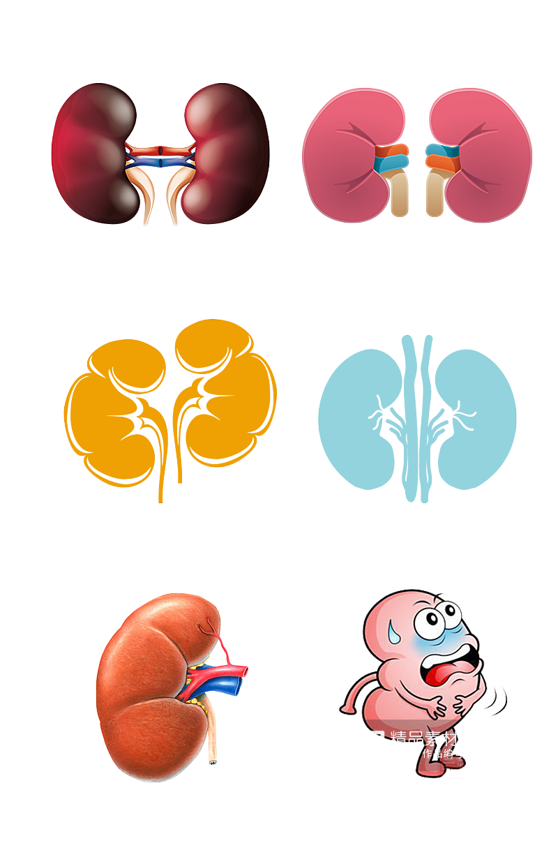 人体五脏手绘肾脏示意图免抠元素素材