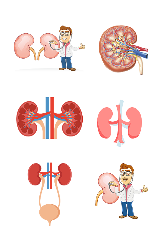 人体医疗五脏手绘肾脏示意图免抠元素