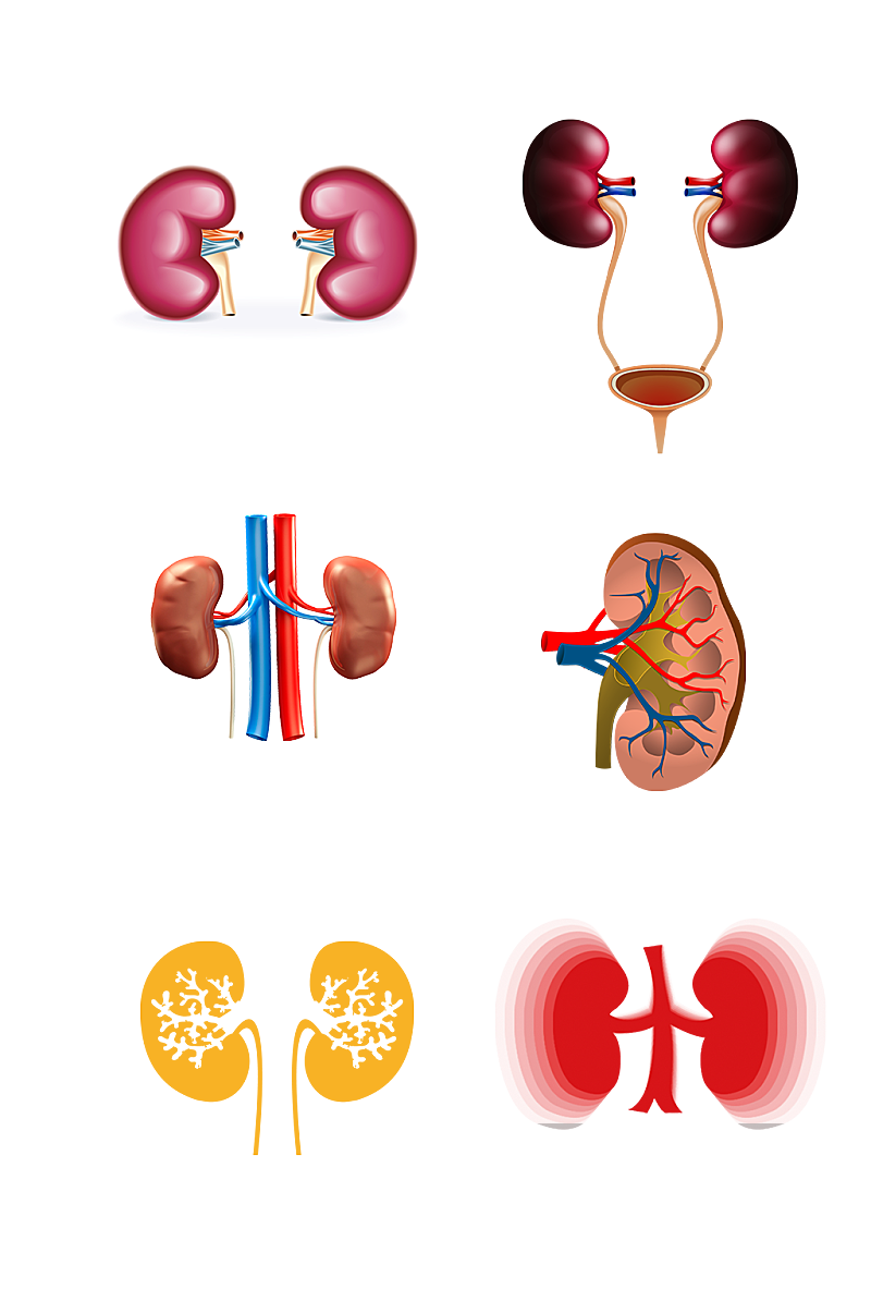 人体五脏手绘肾脏示意图免抠元素素材