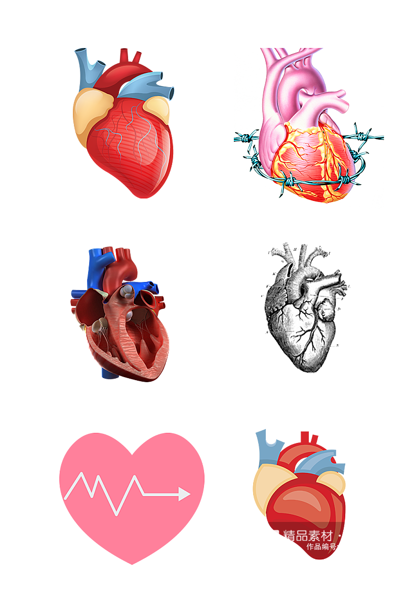 人体五脏手绘心脏示意图免抠元素素材