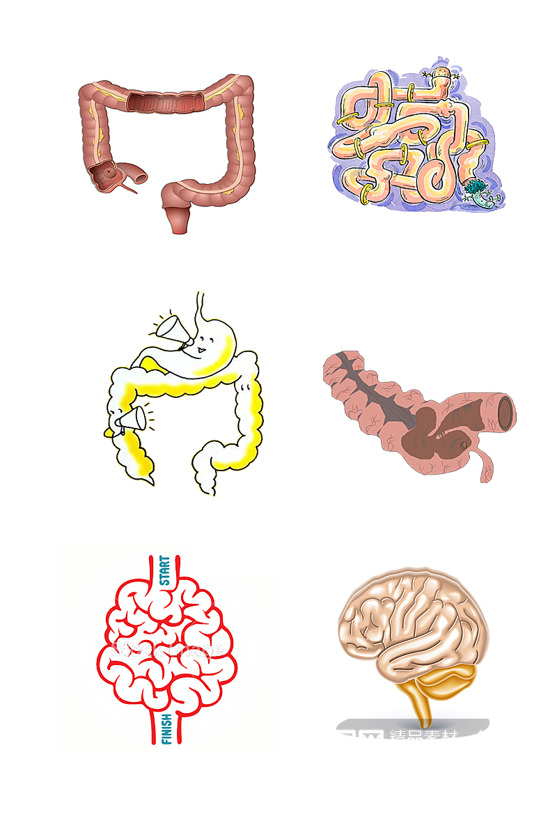 人体六腑手绘肠道示意图免抠元素素材