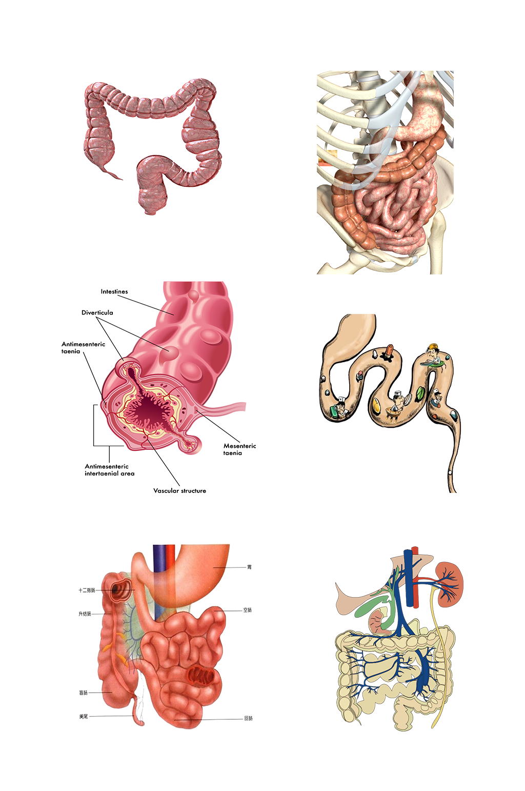 人身肠道图解图片