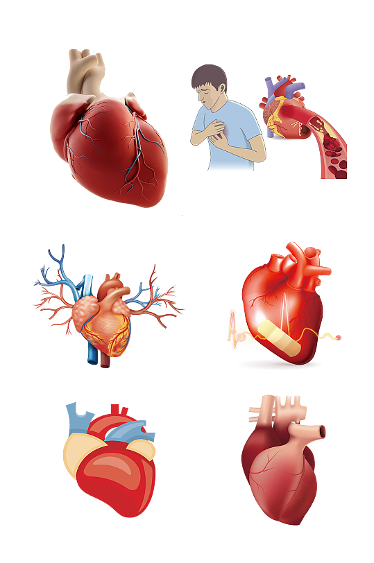 人体心脏组织心跳解刨免抠元素