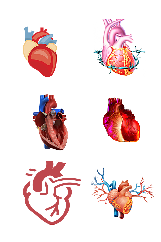 人体心脏组织心跳解刨免抠元素