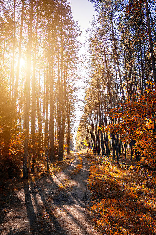秋天阳光丛书林落叶树影新鲜空气摄影图片