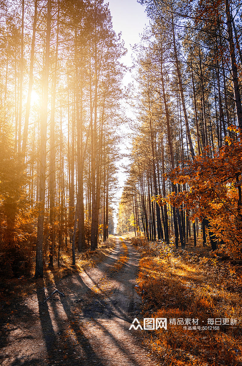 秋天阳光丛书林落叶树影新鲜空气摄影图片素材