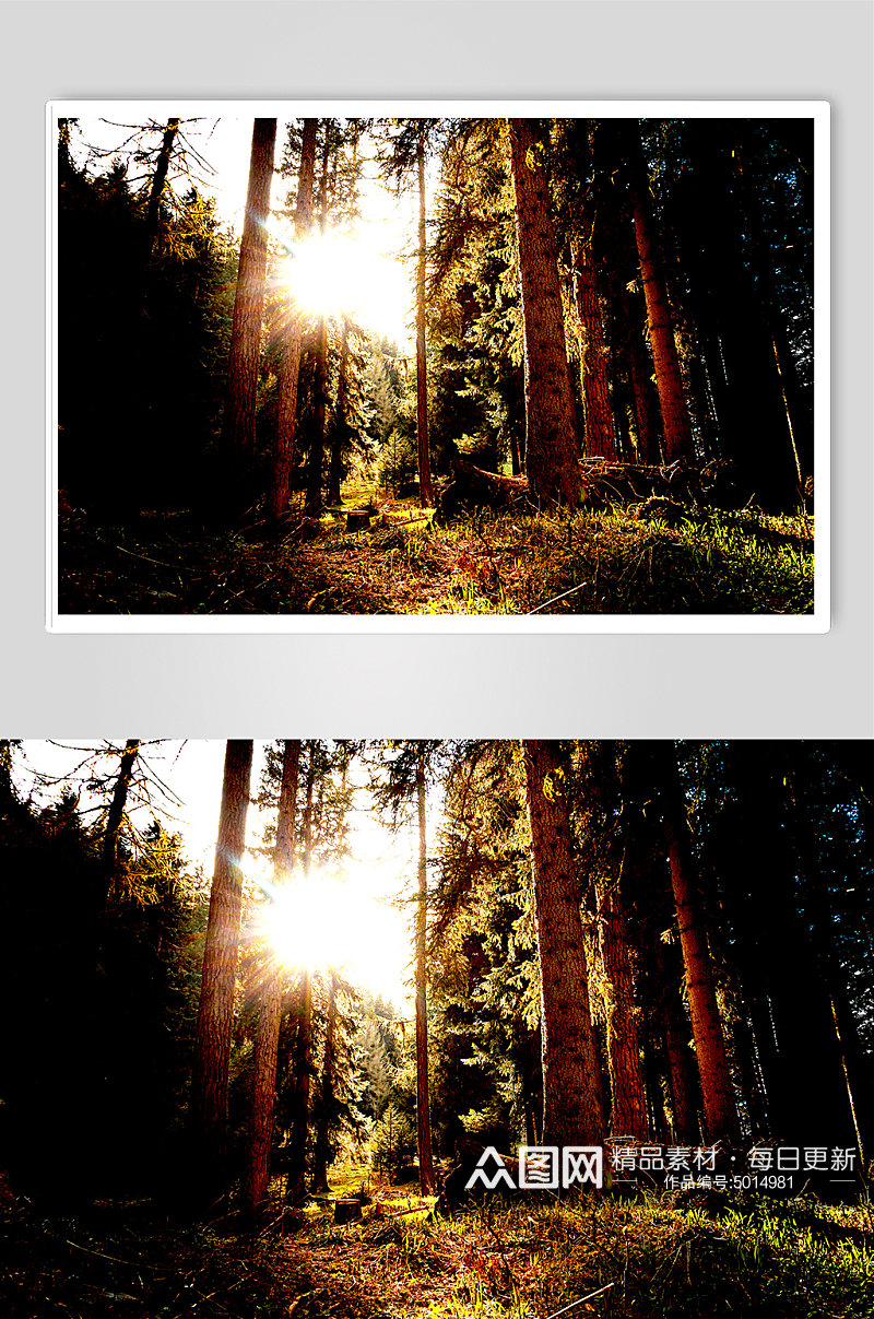 野外树林阳光从里草地晨光朝霞摄影图片素材