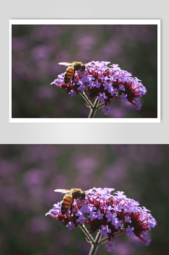 紫色花卉上的蜜蜂花海蝴蝶春天花草摄影图片