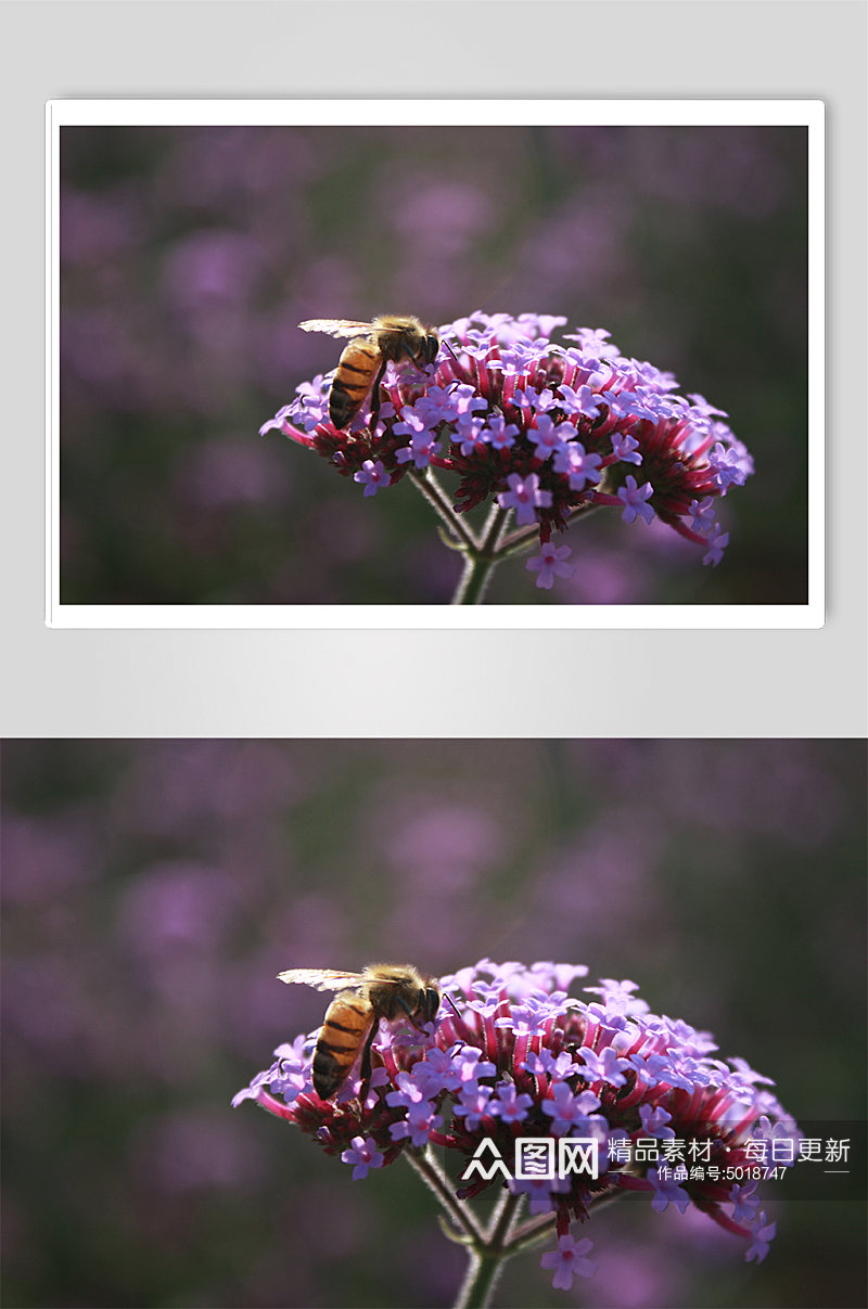 紫色花卉上的蜜蜂花海蝴蝶春天花草摄影图片素材