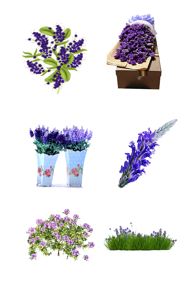 薰衣草紫色花卉花海手绘装饰免抠元素素材
