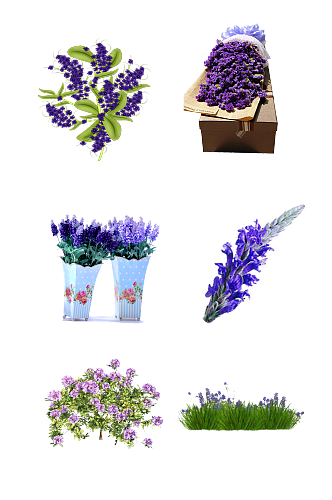 薰衣草紫色花卉花海手绘装饰免抠元素