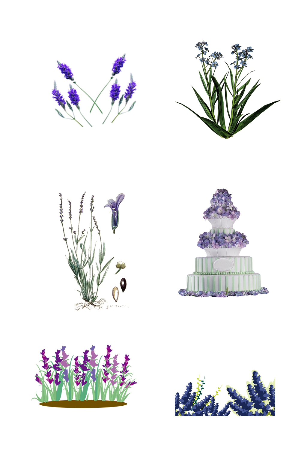 薰衣草花卉花草花海手绘装饰免抠元素素材