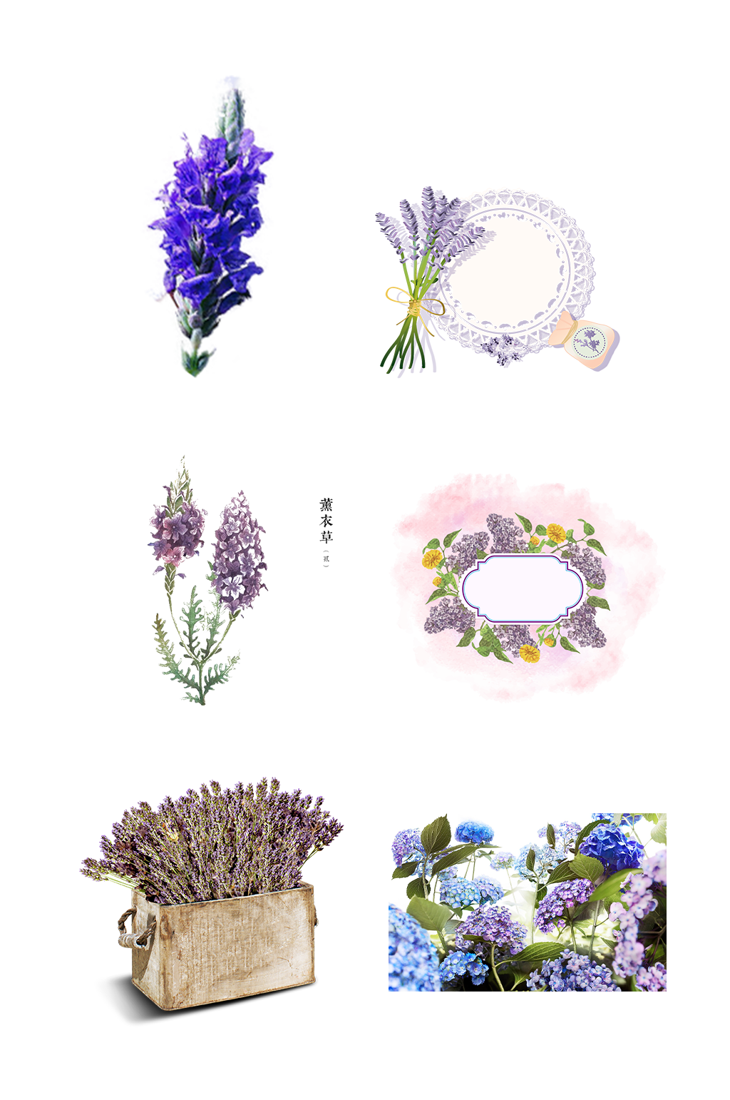薰衣草花束花卉花海手绘装饰免抠元素素材