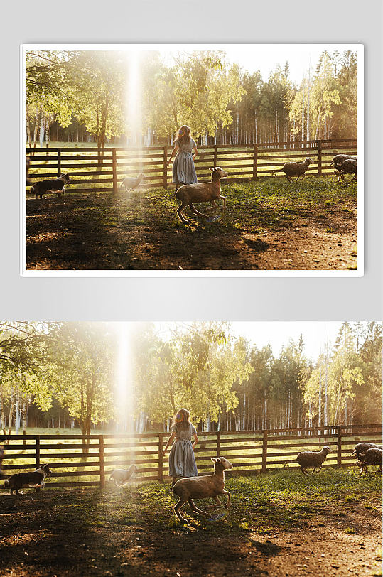 乡村草场放牧场的女孩背影阳光树林摄影图片