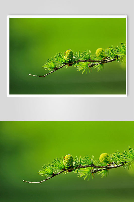绿色湿地松树枝果实特写摄影图片
