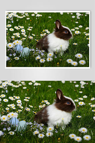 湿地花草野兔草坪大自然摄影图片