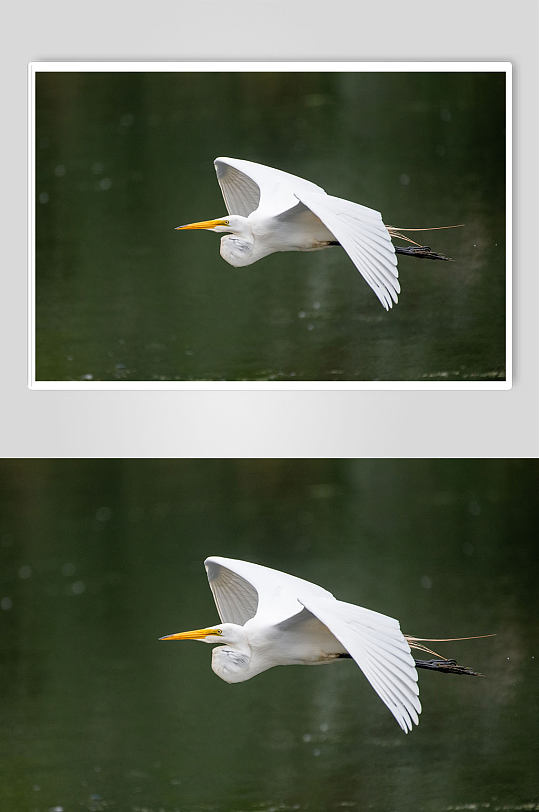 湿地景色白鹳飞行湖面湖水摄影图片