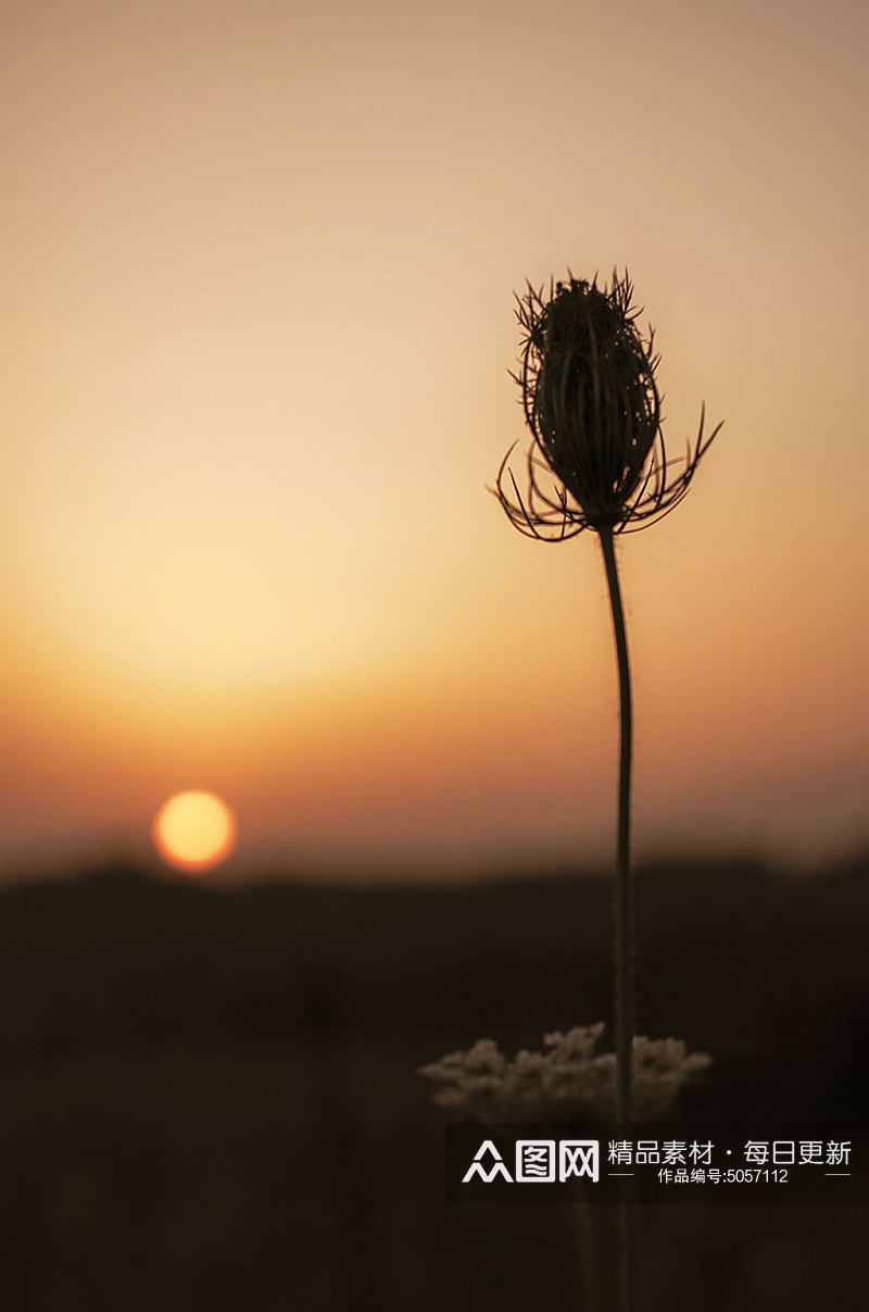 湿地黄昏野花特写阳光草丛植物摄影图片素材
