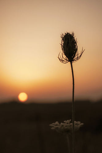 湿地黄昏野花特写阳光草丛植物摄影图片