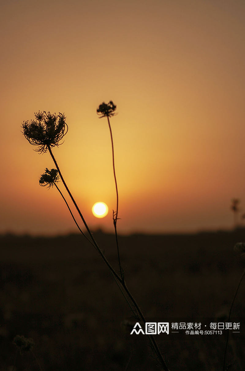 湿地黄昏野花特写阳光草丛植物摄影图片素材