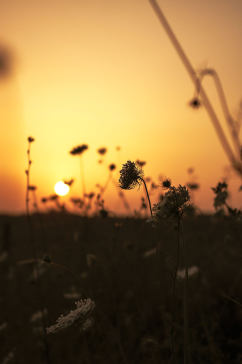 湿地黄昏向日葵阳光草丛植物摄影图片