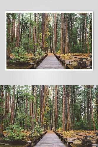 绿色丛林木桥森林自然摄影图片