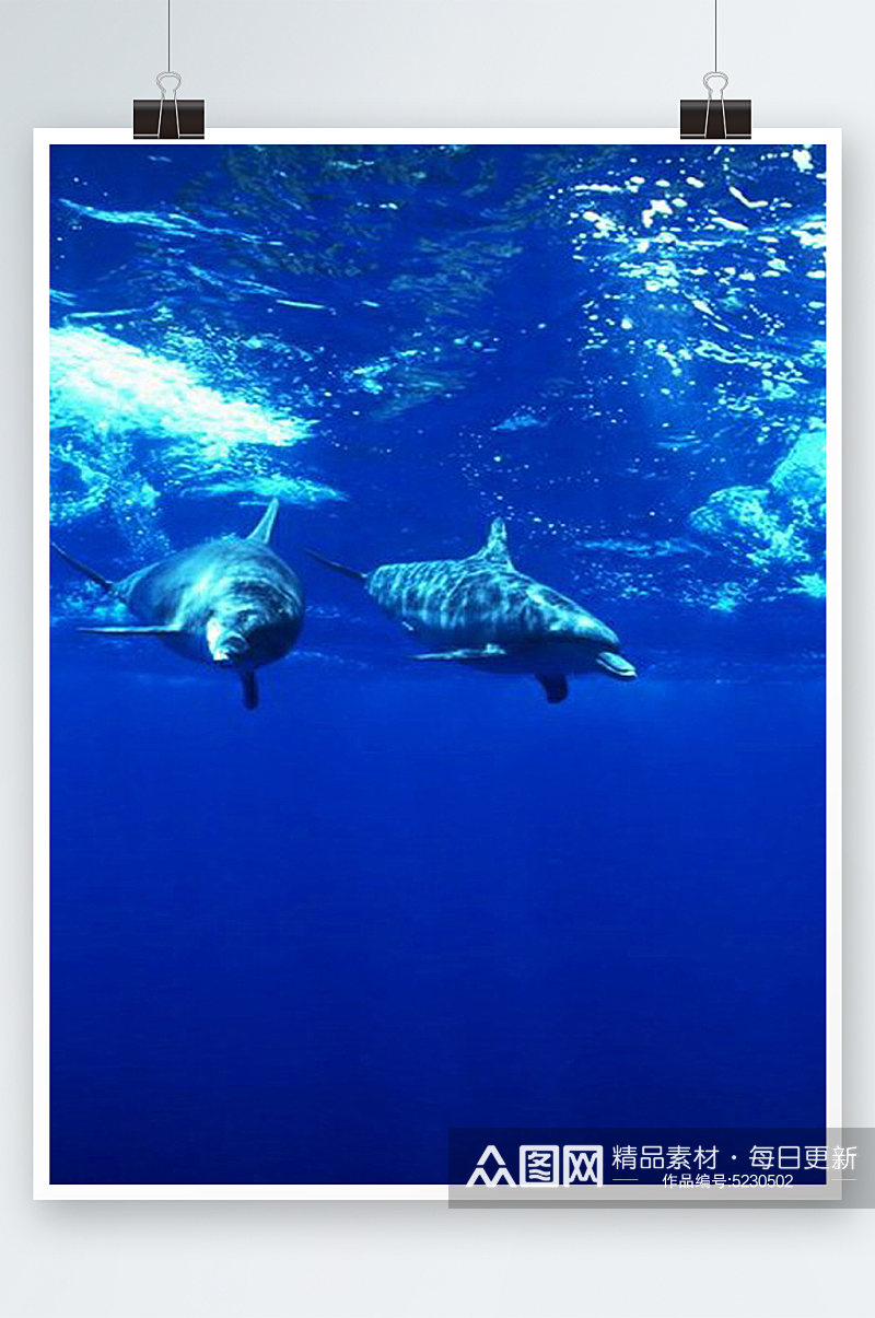 海豚海洋世界大海生物海底摄影图片素材