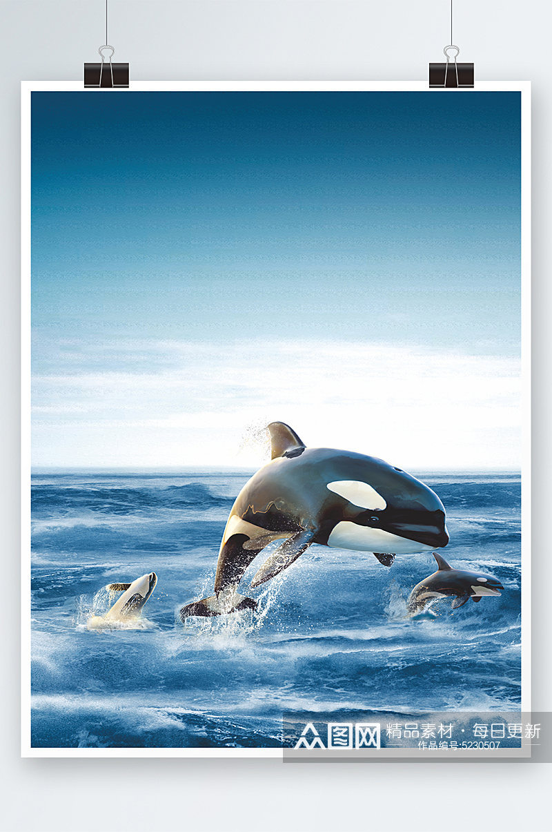 海豚海洋世界大海生物海底摄影图片素材