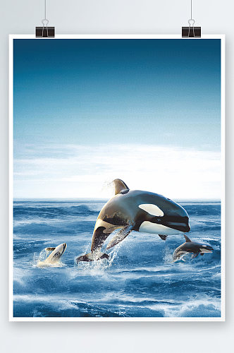 海豚海洋世界大海生物海底摄影图片