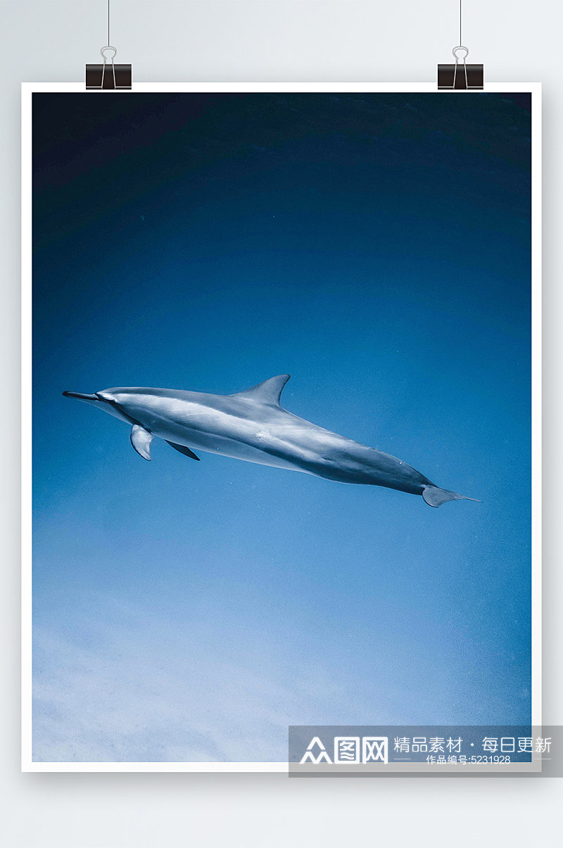 海豚家族海洋世界生物鱼类海底摄影图片素材