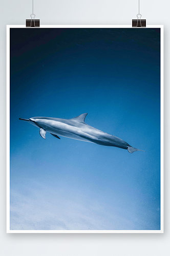 海豚家族海洋世界生物鱼类海底摄影图片