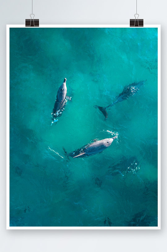 海豚家族海洋世界生物鱼类海底摄影图片