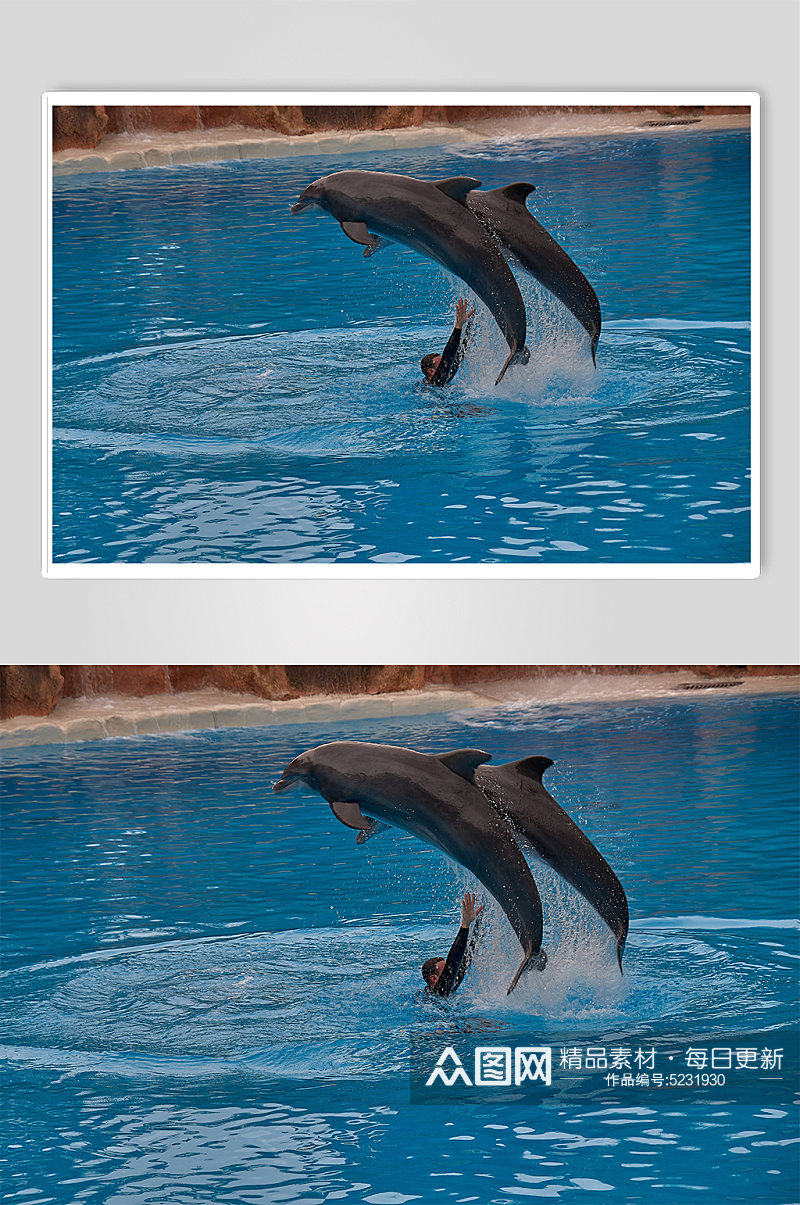 海豚家族海洋世界生物鱼类海底摄影图片素材